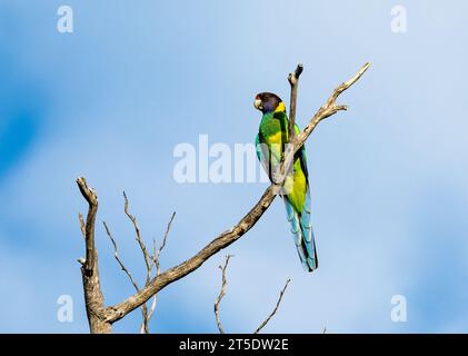 A colorful Australian Ringneck parrot (Barnardius zonarius) perched on a branch. Australia. Stock Photo