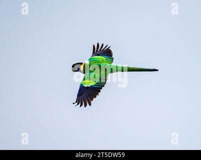 A colorful Australian Ringneck parrot (Barnardius zonarius) in flight. Australia. Stock Photo