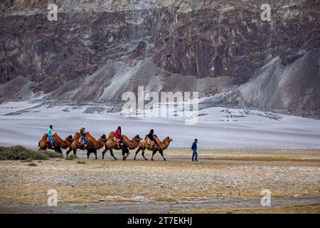 Hunder (Hundar) - Sand Dunes of Ladakh, India. A group of people enjoy riding a camel walking on a sand dune in Hunder near Diskit village of Ladakh. Stock Photo