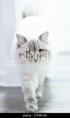 Gorgeous fluffy white cat with blue eyes Stock Photo