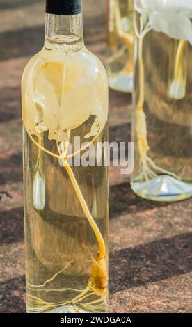 Closeup of beautiful ginseng plant with white leaves inside bottle of Korean liquor, Geumsan, South Korea Stock Photo