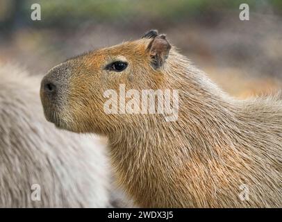 Naples, United States. 21st Jan, 2024. Capybara on display at the Naples Zoo Animal Exhibits, Wednesday, January 17, 2024 in Naples Florida. Photos by Credit: Jennifer Graylock/Alamy Live News Stock Photo