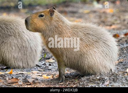 Naples, United States. 21st Jan, 2024. Capybara on display at the Naples Zoo Animal Exhibits, Wednesday, January 17, 2024 in Naples Florida. Photos by Credit: Jennifer Graylock/Alamy Live News Stock Photo