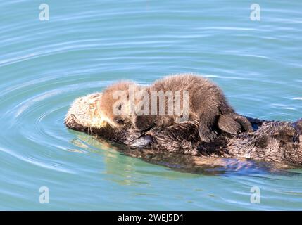 Sea Otter Holding Very Young Pup Stock Photo