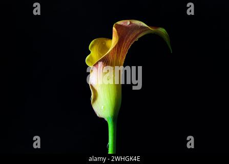 Yellow red flower head of a beautiful calla (Zantedeschia) with water drops isolated on a black background, the petal is a speci Stock Photo