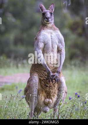 Male Kangaroo (Macropodidae), Australia Stock Photo