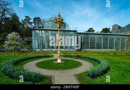 The magnolia blossoms in Wilhelma Stuttgard. Baden Wuerttemberg, Germany, Europe Stock Photo