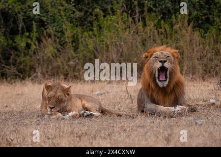 A lion and lioness, Panthera leo, resting together. Chobe National Park, Kasane, Botswana. Stock Photo