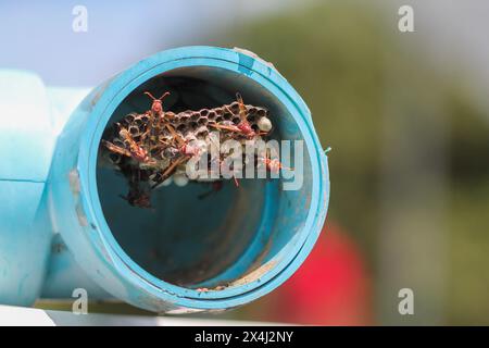 Hymenoptera is building a nest to feed the larvae in a blue PVC pipe in a vegetable garden, and Hymenoptera is also a danger to farmers starting to gr Stock Photo