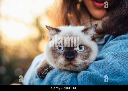 Scottish cat with blue eyes Stock Photo