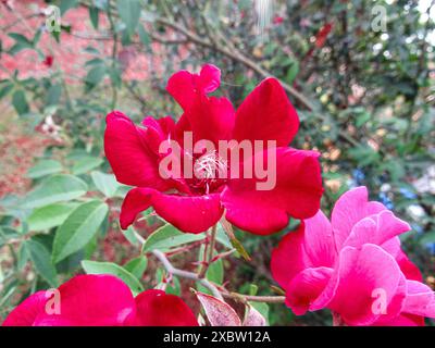 A red rose, with its petals wide open, stands out among two others of the same color, in the center of green branches and foliage. Stock Photo