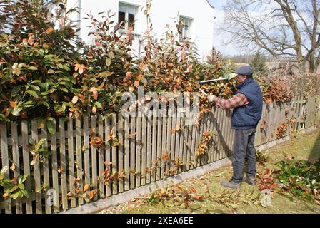 Prunus laurocerasus, Kirschlorbeer, laurel cherry, pruning demaged branches Stock Photo