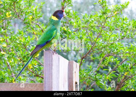 A Twenty Eight Parrot, Barnardius zonarius semitorquatus, a subspecies of the Australian Ringneck Parrot, Margaret River, Western Australia. Stock Photo