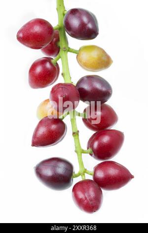 Cherry laurel (Prunus laurocerasus), fruits Stock Photo