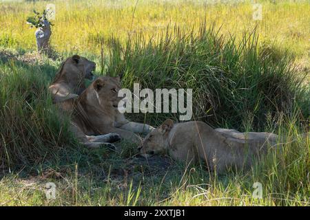 Pride of adult lionesses resting in the long lush green grass in a usually arid area resting for the day while keeping an eye on their cubs nearby Stock Photo