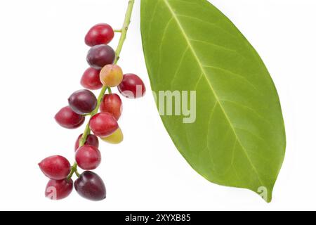 Cherry laurel (Prunus laurocerasus), fruits Stock Photo