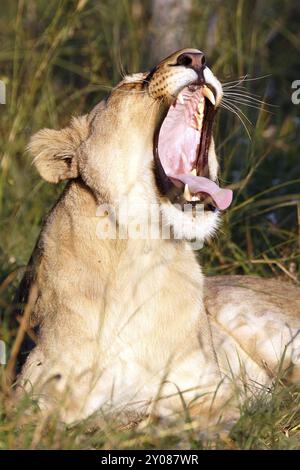 Lioness in Chobe National Park in Botswana Stock Photo