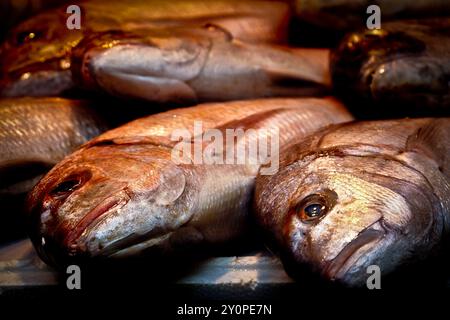 Malaga,Spain. Fresh fish in  Market hall 'Mercado Central de Atarazanas' in the centre of Malaga Stock Photo