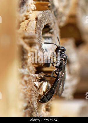 Club-horned wood borer wasp (Trypoxylon clavicerum) at its nest burrow in an insect hotel with a small spider for its larvae to feed on, Wiltshire, UK Stock Photo