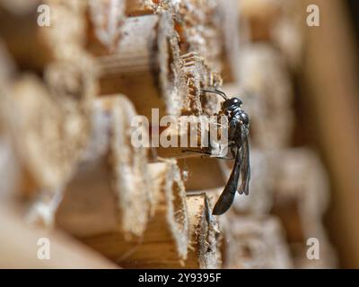 Club-horned wood borer wasp (Trypoxylon clavicerum) at its nest burrow in an insect hotel with a small spider for its larvae to feed on, Wiltshire, UK Stock Photo