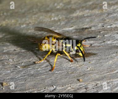 A Common wasp, Vespula vulgaris, collecting wood scrapings to use for nest building. Stock Photo