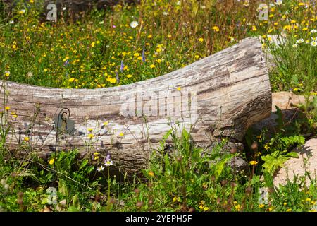 Old gnarled tree trunk lying on a flower meadow, Germany Stock Photo