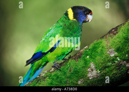 Western ringneck Port Lincoln parrot Twenty eight parrot Barnardius zonarius Warren National Park Western Australia Stock Photo