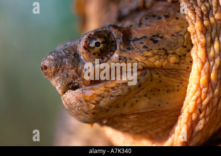 Close up of North American snapping turtle  Stock Photo