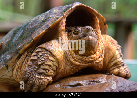 Close up of North American snapping turtle  Stock Photo