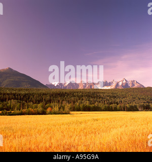 Near Gitwangak (Kitwanga), Northern BC, British Columbia, Canada, Field of Oats & Seven Sisters Mountain Range (Coast Mountains) Stock Photo