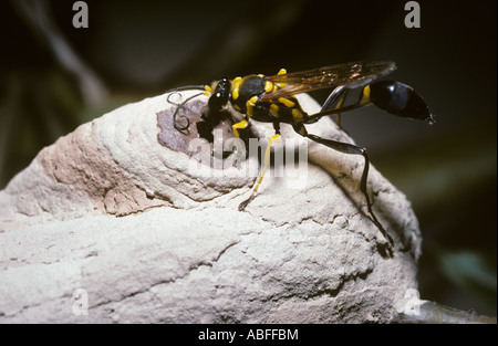 Mud dauber wasp Sceliphron fistularum Sphecidae sealing her nest in Amazonian rainforest having filled it with spiders Brazil Stock Photo