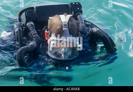 Military EOD diver wearing full face mask with built in communications and using a rebreather Stock Photo