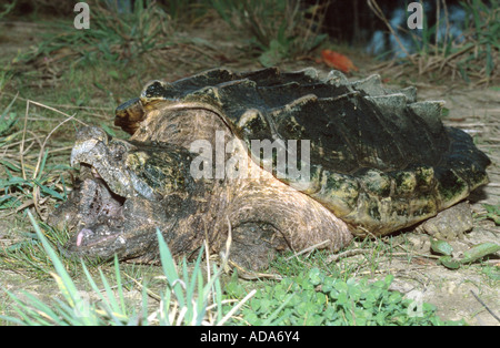 snapping turtle, American snapping turtle (Chelydra serpentina), moth wide opend Stock Photo