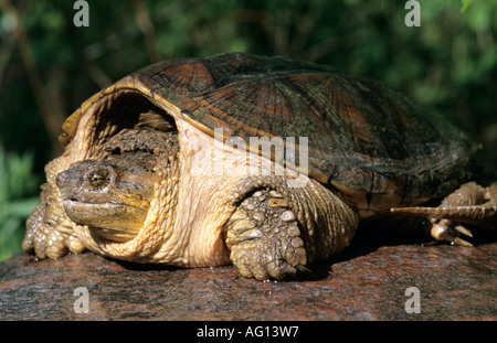 American snapping turtle Stock Photo