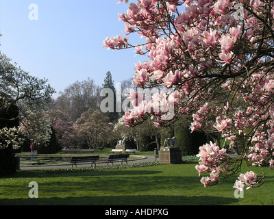 Magnolia in Wilhelma Stuttgart Baden Württemberg Germany Stock Photo