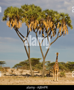 Lone Reticulated Giraffe (Giraffa camelopardalis reticulata) Under a Tree Stock Photo