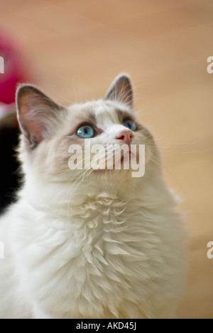 A young male blue bicolour Ragdoll cat kitten in England UK EU Stock Photo