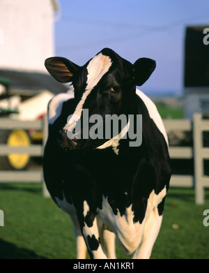 HOLSTEIN COW PENNSYLVANIA Stock Photo