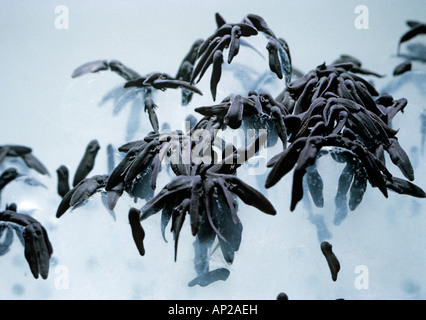 Frog tadpoles Rana temporaria one day after hatching clustered on top of jelly Stock Photo