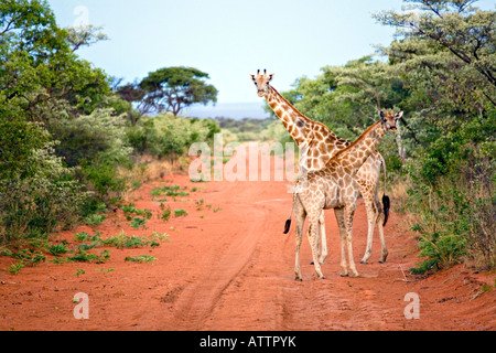 South African Giraffe Giraffa camelopardalis Stock Photo