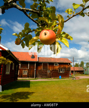 Apple Tree and Dala Horse Factory, Dalarna, Sweden Stock Photo