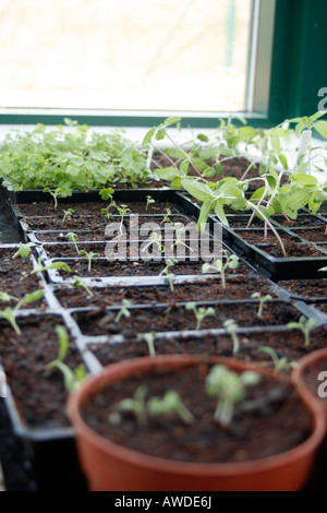 seedling planted by residents as part of their programme. Low Laithes Farm part of the Hesley Group.. A thirty bed residential v Stock Photo