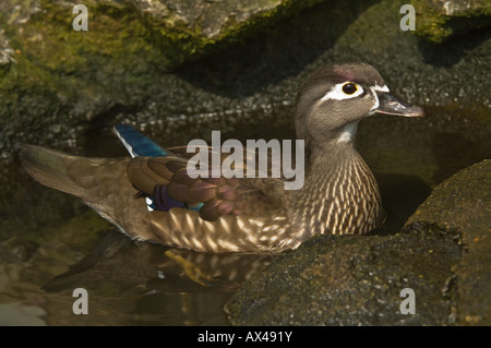 Wood duck (Aix sponsa) female on water Martin Mere Wildfowl and Wetlands Trust Burscough Lancashire UK Europe Stock Photo