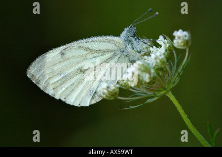 Small Cabbage White (Pieris rapae) with dew drops Stock Photo