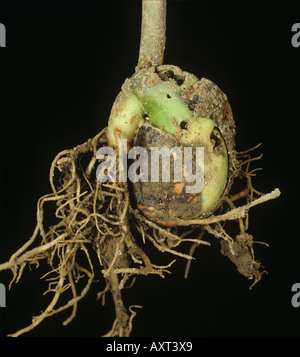 Garden slug Arion hortensis damage to germinated runner bean seed Stock Photo