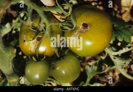 Garden slug Arion hortensis damage to greenhouse grown tomato fruit Stock Photo