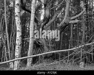 OLD GNARLED TREE IN WOOD SURROUNDED BY NEW BIRCH NORFOLK ENGLAND UK Stock Photo