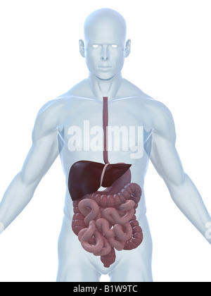 digestive system Stock Photo