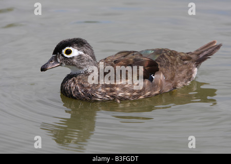 Carolina wood duck, Aix sponsa, female Stock Photo