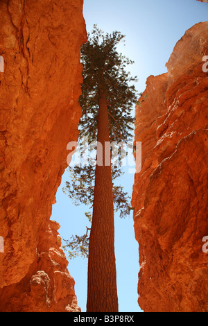 Tall Pine Tree Growing Through Canyon Walls in Bryce Canyon National Park Utah Stock Photo